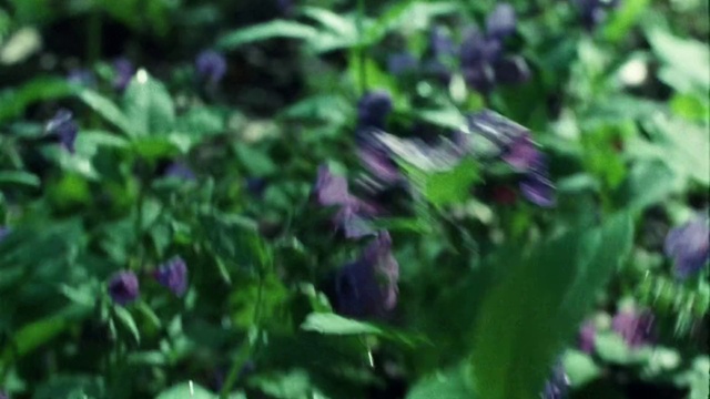 Video Reference: Plant, Purple, Petal, Flower, Terrestrial plant, Groundcover, Grass, Annual plant, Magenta, Shrub
