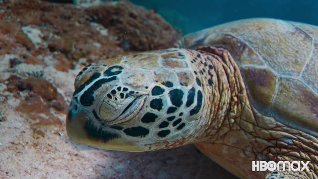 Video Reference: Reptile, Scaled reptile, Terrestrial animal, Snake, Underwater, Marine biology, Snout, Close-up, Loggerhead sea turtle, Electric blue