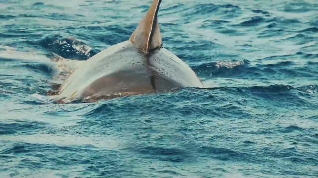 Video Reference: Water, Fin, Fluid, Liquid, Marine biology, Fish, Common dolphins, Dolphin, Marine mammal, Bottlenose dolphin