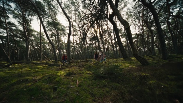Video Reference: Plant, Sky, Natural landscape, Wood, Tree, People in nature, Terrestrial plant, Trunk, Grass, Landscape