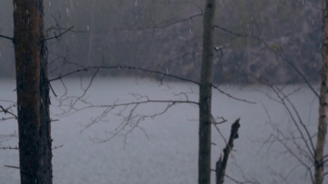 Video Reference: Water, Plant, Twig, Wood, Grey, Trunk, Freezing, Tints and shades, Snow, Landscape