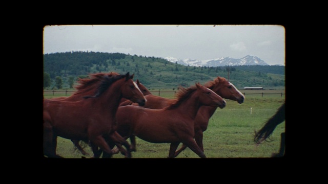 Video Reference: Horse, Sky, Liver, Natural landscape, Sorrel, Working animal, Landscape, Rural area, Pack animal, Mane