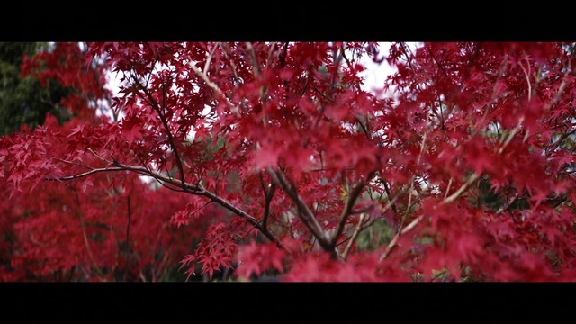 Video Reference: Flower, Sky, Petal, Natural landscape, Twig, Tree, Plant, Deciduous, Trunk, Blossom