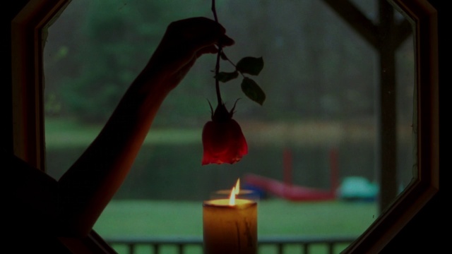 Video Reference: Window, Wood, Lighting, Petal, Orange, Plant, Shade, Flower, Tints and shades, Twig