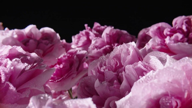 Video Reference: Flower, Plant, Petal, Purple, Pink, Herbaceous plant, Flowering plant, Magenta, Blossom, Rose family