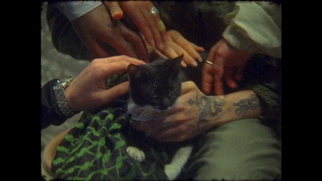 Video Reference: Hand, Cat, Mouth, Felidae, Carnivore, Gesture, Small to medium-sized cats, Finger, Wrist, Whiskers