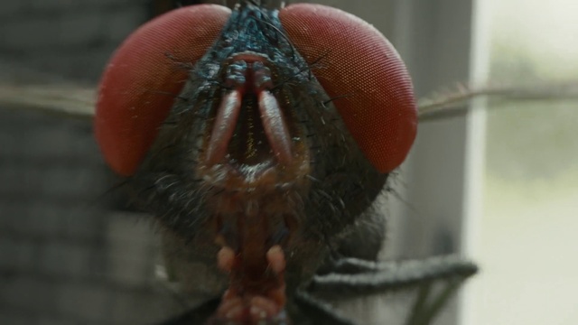 Video Reference: Arthropod, Insect, Pest, Invertebrate, Pollinator, Macro photography, Terrestrial animal, Wildlife, Tree, Carmine