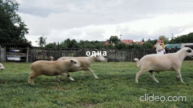 Video Reference: Cloud, Sky, Dog, Dog breed, Plant, Tree, Carnivore, Companion dog, Sheep, Grass