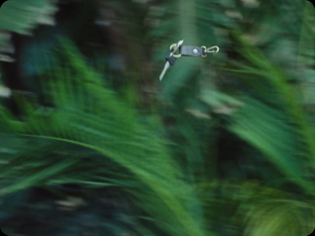 Video Reference: Plant, Terrestrial plant, Grass, Rectangle, Font, Forest, Aquatic plant, Wildlife, Jungle, Flowering plant