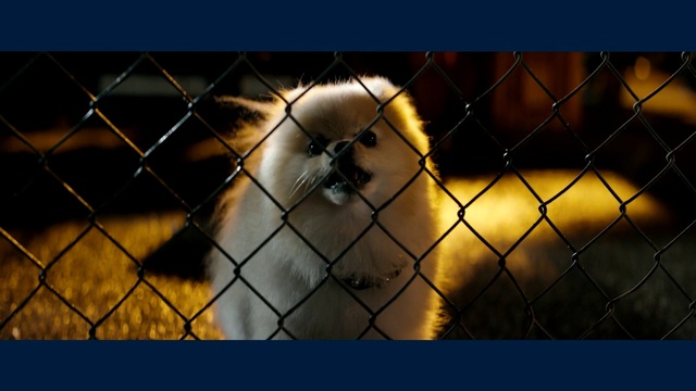 Video Reference: Vertebrate, Fence, Dog, Mesh, Mammal, Wire fencing, Line, Fawn, Chain-link fencing, Snout