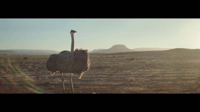 Video Reference: Sky, Bird, Ratite, Ostrich, Beak, Plant, Water, Landscape, Natural landscape, Terrestrial animal