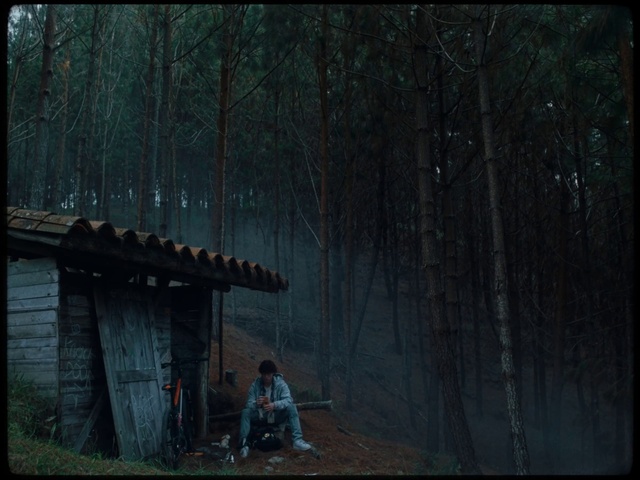 Video Reference: Atmosphere, Plant, Wood, Branch, Tree, Natural landscape, Tints and shades, Forest, Twig, Landscape