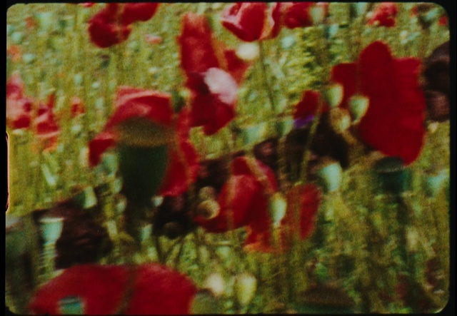 Video Reference: Vertebrate, Natural environment, Flower, Plant, Organism, Petal, Fish, Adaptation, Underwater, Rectangle