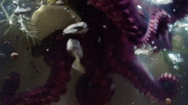 Video Reference: Organism, Water, Liquid, Event, Marine biology, Electric blue, Underwater, Fictional character, Carmine, Pattern