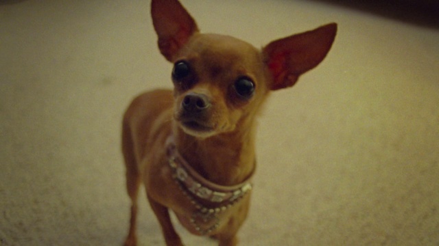 Video Reference: Head, Dog, Eye, Carnivore, Dog breed, Ear, Whiskers, Companion dog, Fawn, Chihuahua