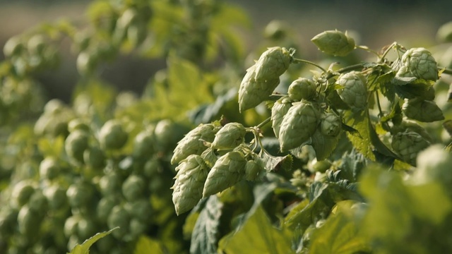 Video Reference: Plant, Flower, Food, Hops, Leaf vegetable, Grass, Humulus lupulus, Natural foods, Tree, Produce