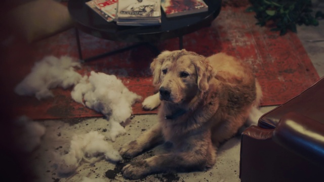 Video Reference: Dog, Dog breed, Carnivore, Mammal, Fawn, Companion dog, Chair, Spaniel, Snout, Working animal