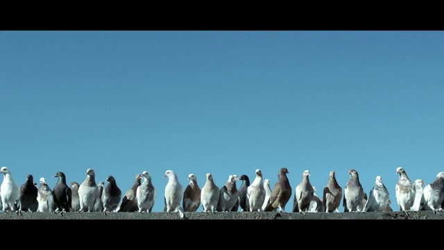 Video Reference: Sky, Bird, Beak, Penguin, Seabird, adÃ©lie penguin, Flightless bird, Feather, Wildlife, Wing