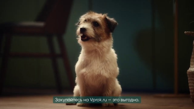 Video Reference: Dog, Carnivore, Dog breed, Companion dog, Fawn, Snout, Terrier, Toy dog, Terrestrial animal, Working animal