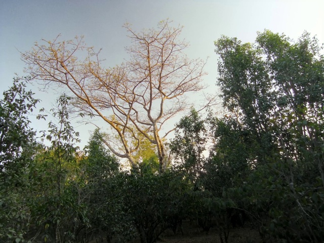 Video Reference: Sky, Plant, Plant community, Natural landscape, Branch, Twig, Sunlight, Trunk, Dusk, Tree