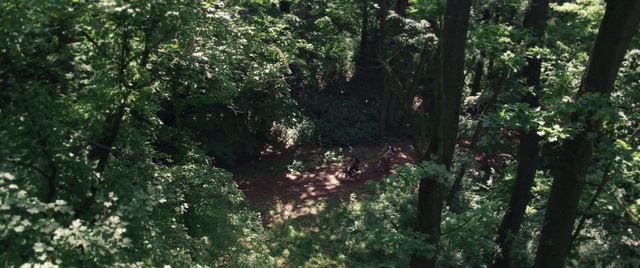 Video Reference: Plant, Natural landscape, Terrestrial plant, Trunk, Tree, Groundcover, Deciduous, Landscape, Wood, Shrub