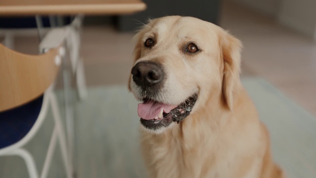 Video Reference: Dog, Carnivore, Dog breed, Fawn, Companion dog, Whiskers, Snout, Retriever, Sporting Group, Collar