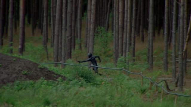 Video Reference: Plant, Bird, Tree, Beak, Wood, Natural landscape, Grass, Terrestrial plant, Grassland, Trunk