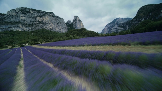 Video Reference: Flower, Sky, Plant, Mountain, Cloud, Ecoregion, Natural environment, Natural landscape, Slope, Tree