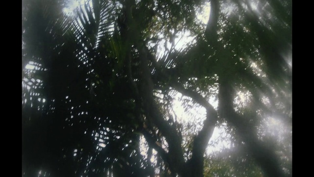 Video Reference: Sky, Trunk, Terrestrial plant, Water, Tree, Arecales, Twig, Wood, Tints and shades, Grass