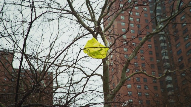 Video Reference: Sky, Branch, Twig, Building, Trunk, Wood, Tree, Deciduous, Tints and shades, Plant