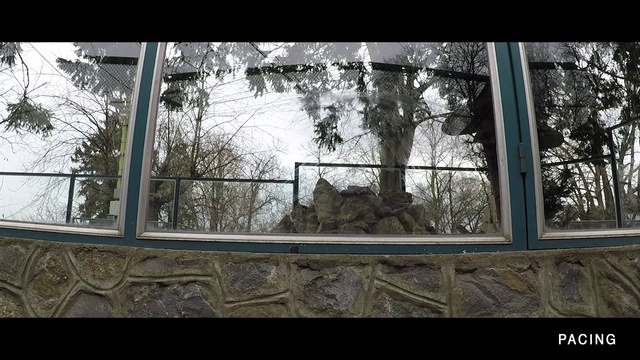 Video Reference: Window, Building, Tree, Twig, Felidae, Rectangle, Plant, Wood, Sky, Tints and shades