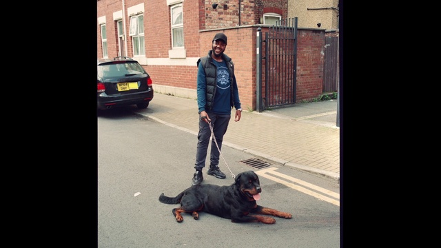 Video Reference: Dog, Car, Vehicle, Road surface, Carnivore, Asphalt, Dog breed, Street fashion, Companion dog, Sidewalk