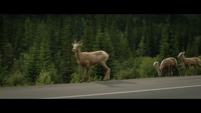 Video Reference: Vertebrate, Plant, Natural environment, Tree, Mammal, Atmospheric phenomenon, Fawn, Natural landscape, Grass, Landscape