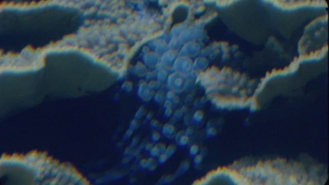 Video Reference: Vertebrate, Azure, Water, Textile, Organism, Fluid, Underwater, Marine invertebrates, Aqua, Marine biology