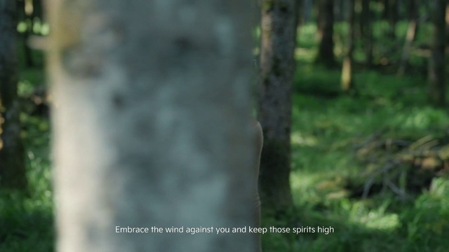 Video Reference: Plant, Terrestrial plant, Trunk, Wood, Natural landscape, Grass, Tree, Twig, Forest, Woodland