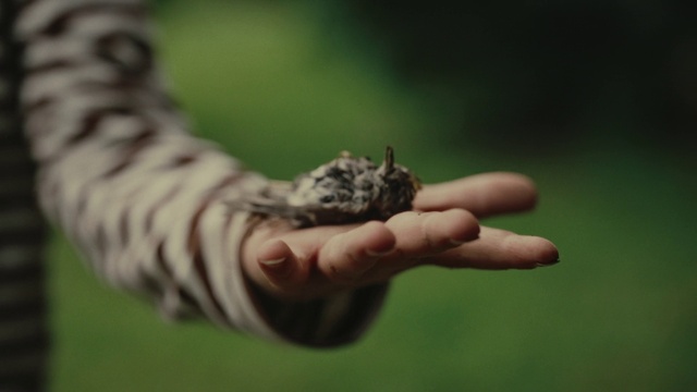 Video Reference: Insect, Pollinator, Arthropod, Moths and butterflies, Gesture, Terrestrial animal, Grass, Snout, Pest, Thumb