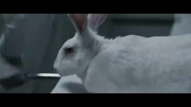 Video Reference: Rabbit, Eye, Ear, Whiskers, Rabbits and Hares, Domestic rabbit, Terrestrial animal, Snout, Event, Fur