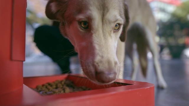 Video Reference: Dog, Carnivore, Working animal, Pet supply, Fawn, Companion dog, Dog breed, Whiskers, Animal feed, Liver