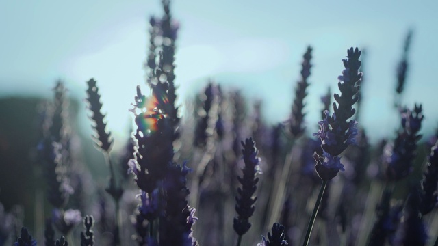 Video Reference: Flower, Plant, Sky, Purple, Violet, Grass, Flowering plant, Terrestrial plant, Grass family, Herbaceous plant