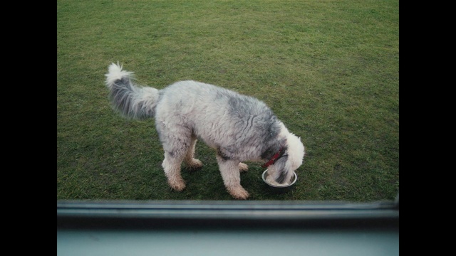 Video Reference: Dog, Carnivore, Dog breed, Sheep, Fawn, Companion dog, Plant, Grass, Rectangle, Tail