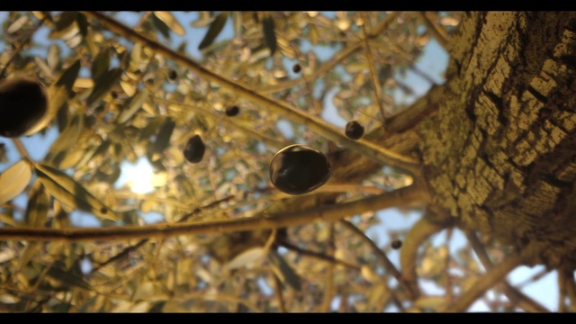 Video Reference: Sky, Branch, Twig, Plant, Wood, Trunk, Terrestrial plant, Tints and shades, Pattern, Tree