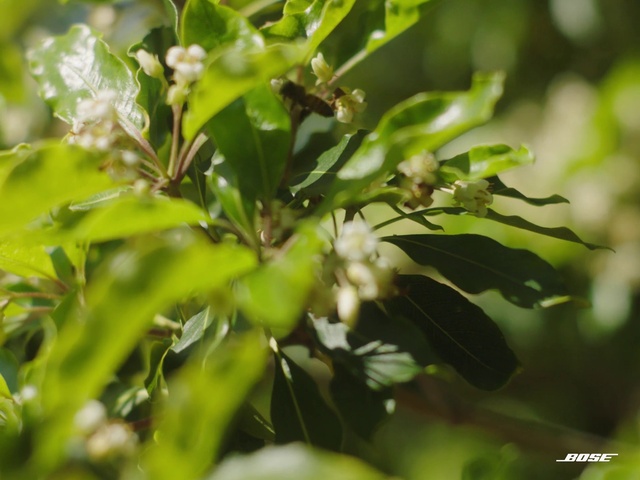 Video Reference: Flower, Leaf, Plant, Twig, Terrestrial plant, Flowering plant, Tree, Petal, Herb, Fruit