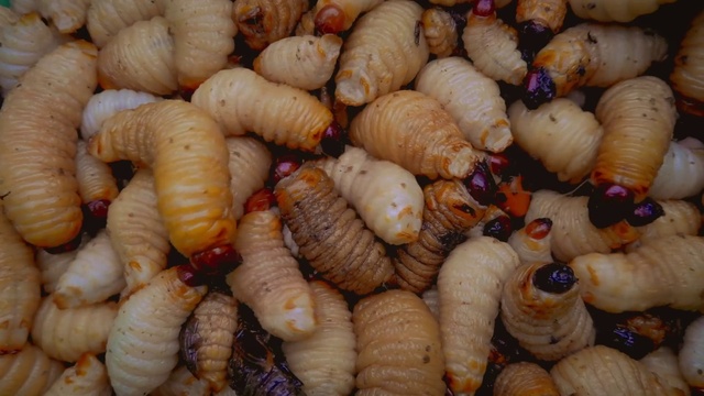 Video Reference: Food, Cuisine, Organism, Ingredient, Dish, Natural foods, Vegetable, zedoary, Produce, Invertebrate