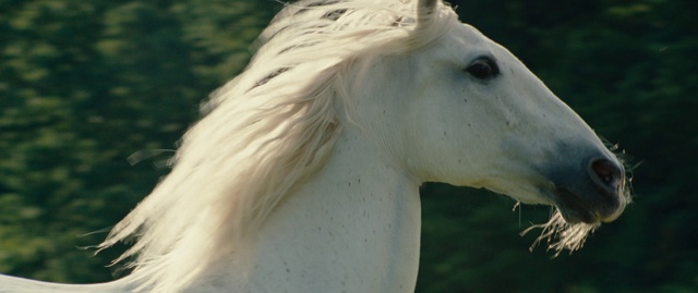 Video Reference: Horse, Head, Eye, Eyelash, Terrestrial animal, Wood, Working animal, Beak, Livestock, Snout