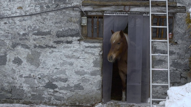 Video Reference: Horse, Window, Building, Grey, Working animal, Wood, Snout, Facade, Dog breed, Winter