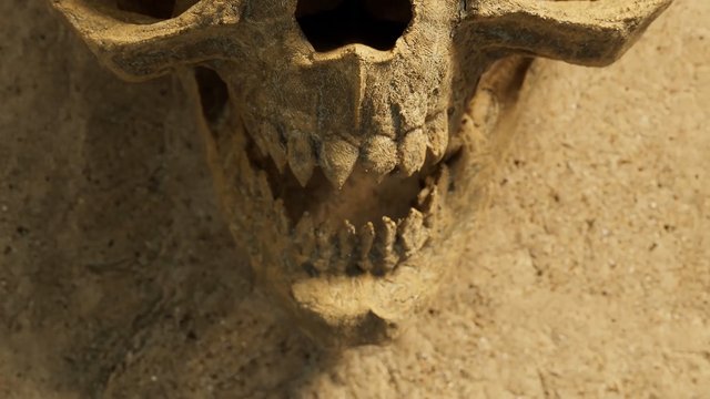 Video Reference: skull, horns, animal remains, bones, fossil, sand, dirt, close-up, desert, decay, macabre, skeleton