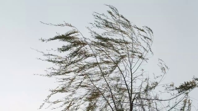 Video Reference: Sky, Plant, Twig, Bird, Tree, Natural landscape, Evergreen, Terrestrial plant, Conifer, Trunk