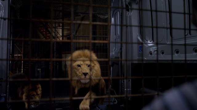 Video Reference: Felidae, Big cats, Lion, Carnivore, Whiskers, Terrestrial animal, Masai lion, Fence, Animal shelter, Fur