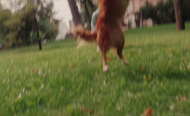 Video Reference: Dog, Plant, Carnivore, Grass, Fawn, Companion dog, People in nature, Dog breed, Tree, Meadow