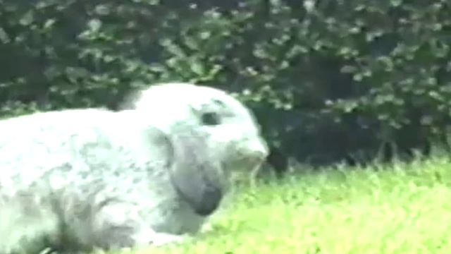 Video Reference: Plant, Dog breed, Fawn, Terrestrial animal, Grass, Groundcover, Grassland, Sporting Group, Canidae, Sheep